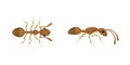 Two brown ants crawling from different points of view Royalty Free Stock Photo