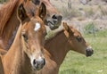 Two Brown Baby Horses With Mother Royalty Free Stock Photo