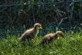 two brown baby running ducks in green grass Royalty Free Stock Photo