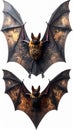 Two Brown Bats in Flight on Isolated White Background Close Up Royalty Free Stock Photo