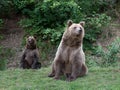 two brown bear on the background of forest Royalty Free Stock Photo