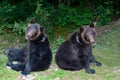 two brown bear on the background of forest Royalty Free Stock Photo