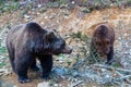 Two brown bear . Royalty Free Stock Photo