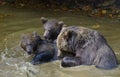 Two brown bear cubs play fighting