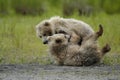 Two Brown Bear Cubs Playing