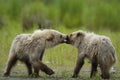 Two brown bear cubs playing Royalty Free Stock Photo