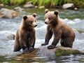 Two brown bear cubs playing