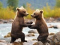 Two brown bear cubs playing