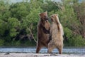 Two Brown bear cubs playing on a beautiful morning