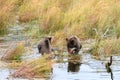 Two brown bear cubs playing on a log in the oxbow marsh in the Brooks River, Katmai National Park, Alaska Royalty Free Stock Photo