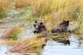 Two brown bear cubs playing on a log in the oxbow marsh in the Brooks River, Katmai National Park, Alaska