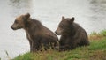 Two brown bear cubs playing Royalty Free Stock Photo