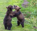 Two brown bear cubs playing Royalty Free Stock Photo