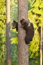 Two Brown Bear cubs (Ursus arctos) climbing a tree