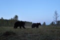 Two brown bear in the wild with full moon in the sky Royalty Free Stock Photo