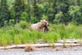 Two brown bears on the beach Royalty Free Stock Photo