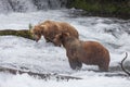 Two Brown Bears Royalty Free Stock Photo