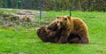 Two brown bears fighting with each other, Aggressive animal behavior, one laying on the ground the other on top, Common animals in