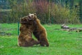 Two brown bears fighting with each other, aggressive animal behaviors, Well spread animal through out Eurasia