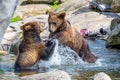 Two brown bears fighting in the water Royalty Free Stock Photo