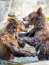 Two brown bears fighting in the water Royalty Free Stock Photo