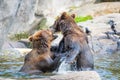 Two brown bears fighting in the water Royalty Free Stock Photo