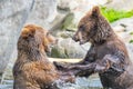 Two brown bears fighting in the water Royalty Free Stock Photo