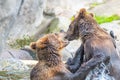 Two brown bears fighting in the water Royalty Free Stock Photo