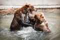 Two brown bears fighting in the water Royalty Free Stock Photo