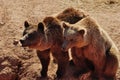 Two brown bears Royalty Free Stock Photo