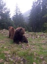 brown bears in nature