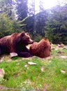 brown bears in nature