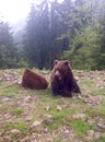 brown bears in nature