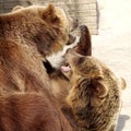 Two brown bears Royalty Free Stock Photo