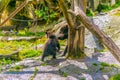 Two brown bears are playing in a closure in teh Skansen open-air museum in Stockholm, Sweden....IMAGE Royalty Free Stock Photo