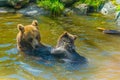 Two brown bears are playing in a closure in teh Skansen open-air museum in Stockholm, Sweden....IMAGE Royalty Free Stock Photo