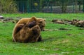 Two brown bears playing with each other, two bears having fun, common animals in Eurasia Royalty Free Stock Photo