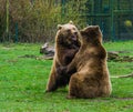 Two brown bears playing with each other, playful animal behavior, common animals of Eurasia Royalty Free Stock Photo