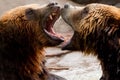 Two Brown Bears Playing or Fighting