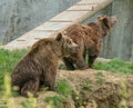 Two brown bears playng in they yard