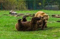 Two brown bears romping with each other, playful animal behavior, common animals in Eurasia Royalty Free Stock Photo