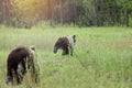 Two brown bears run down a wet meadow before the danger. Detail on spraying water from the legs Royalty Free Stock Photo