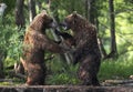 Two brown bears, standing on hind legs, fight in the summer forest. Kamchatka brown bear, Ursus Arctos Piscator. Natural habitat. Royalty Free Stock Photo