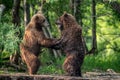 Two brown bears, standing on hind legs, fight in the summer forest. Kamchatka brown bear, Ursus Arctos Piscator. Natural habitat.