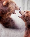 Two brown bears Ursus arctos fight motion blur Royalty Free Stock Photo