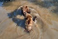 Two brown bears (Ursus arctos) fighting in the water at the zoo Royalty Free Stock Photo