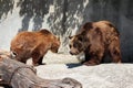 TWO BROWN BEARS in ZOO Royalty Free Stock Photo