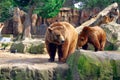 Two brown bears in a zoo surrounded by mossy rocks and mossy background