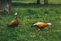 two brown beautiful ducks on a green lawn