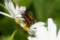 Two brown beetles sitting on a daisy flower Royalty Free Stock Photo